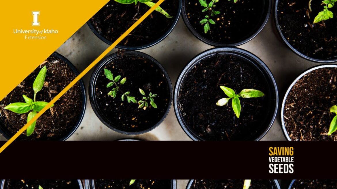 Saving Seeds - 2023 Idaho Home Garden Tips