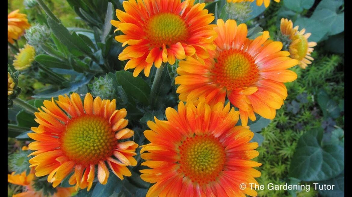 How to Dig a Planting Hole by The Gardening Tutor – Mary Frost How to Dig a Planting Hole by The Gardening Tutor - Mary Frost