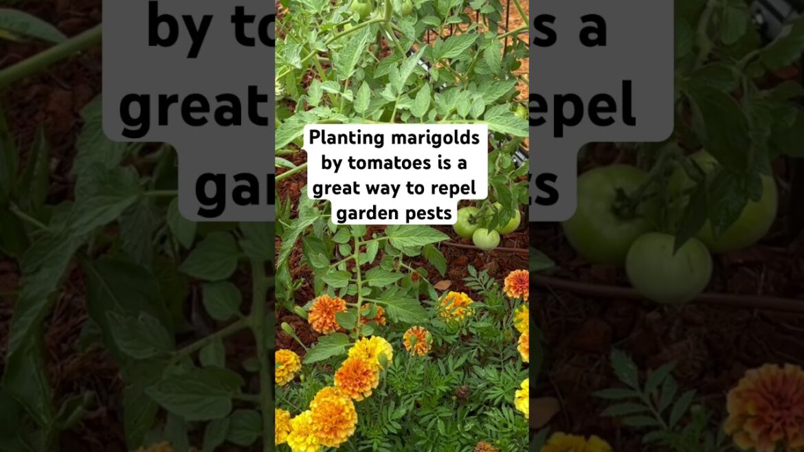 Discover the Secret Combination for Your Garden’s Success! #gardeningtips #gardenpests #gardening Discover the Secret Combination for Your Garden’s Success! #gardeningtips #gardenpests #gardening
