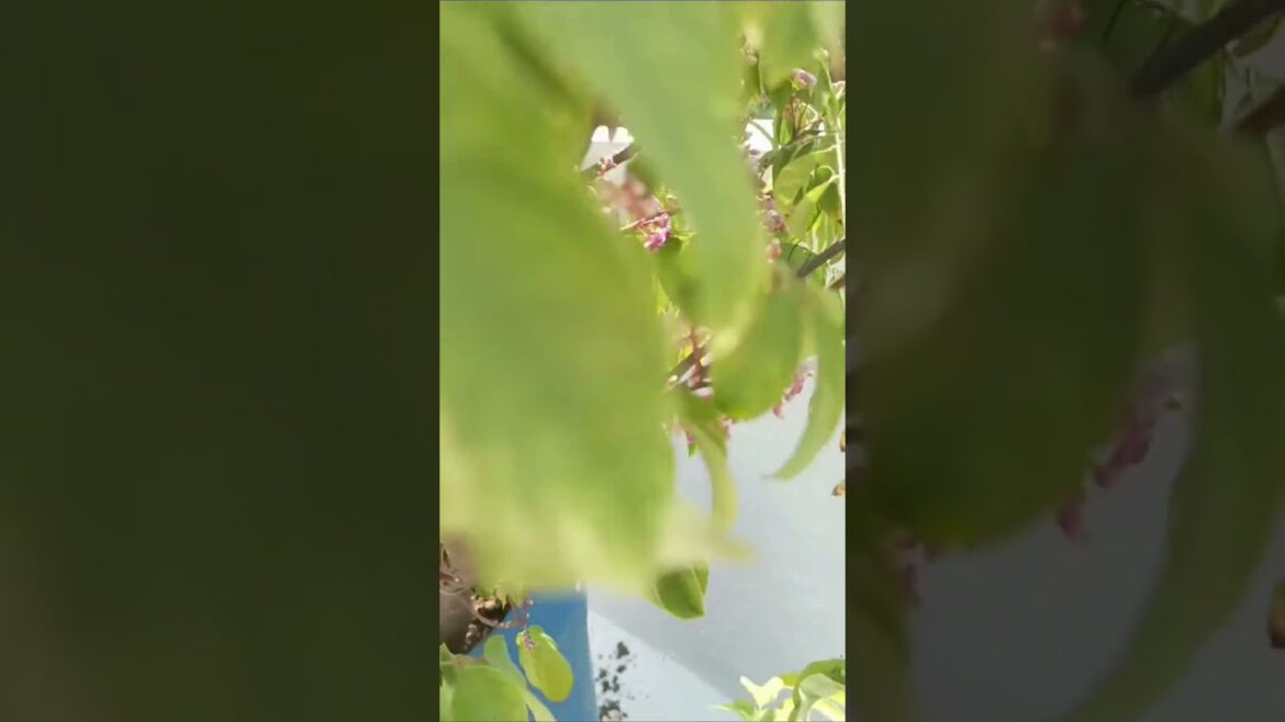 Star Fruit Tree #starfruittree #terracegardening #gardening #ddgallery Star Fruit Tree #starfruittree #terracegardening #gardening #ddgallery