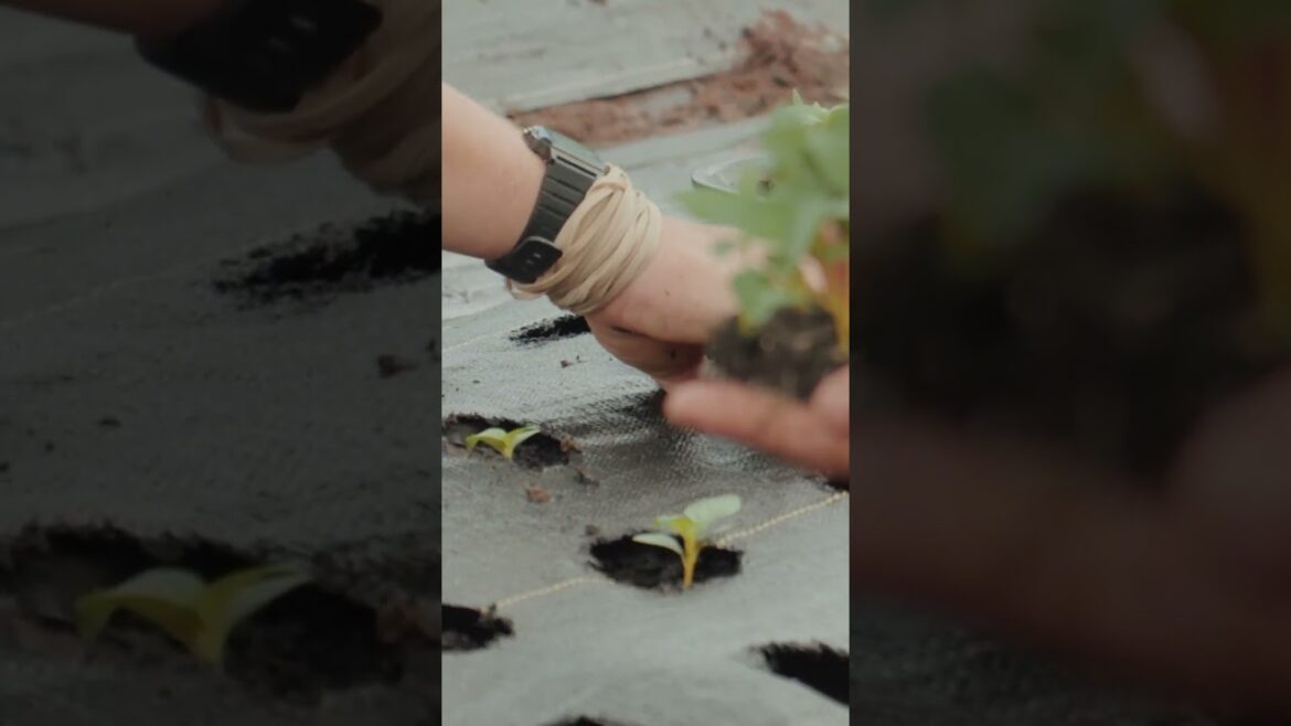 Vegetable Gardening Guide Review! Vegetable Gardening Guide Review!