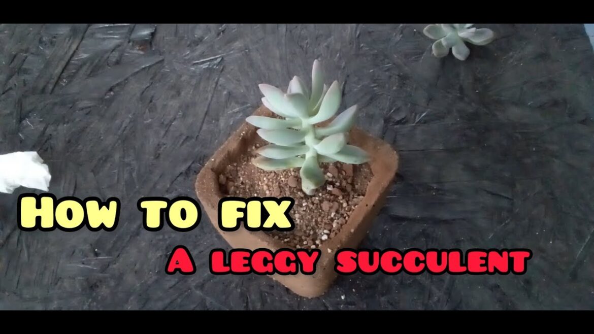 || HOW TO FIX A LEGGY SUCCULENT || SUCCULENT CARE TIPS ||