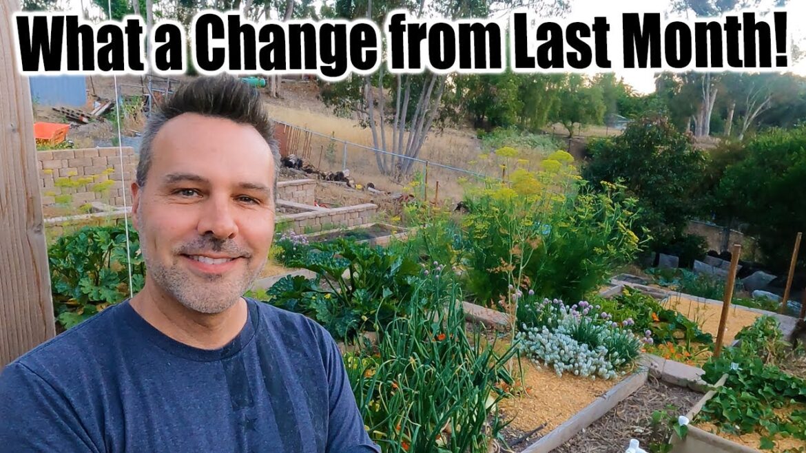 California Garden TV: Full Garden Tour – Late June 2023 Full Garden Tour - Late June 2023