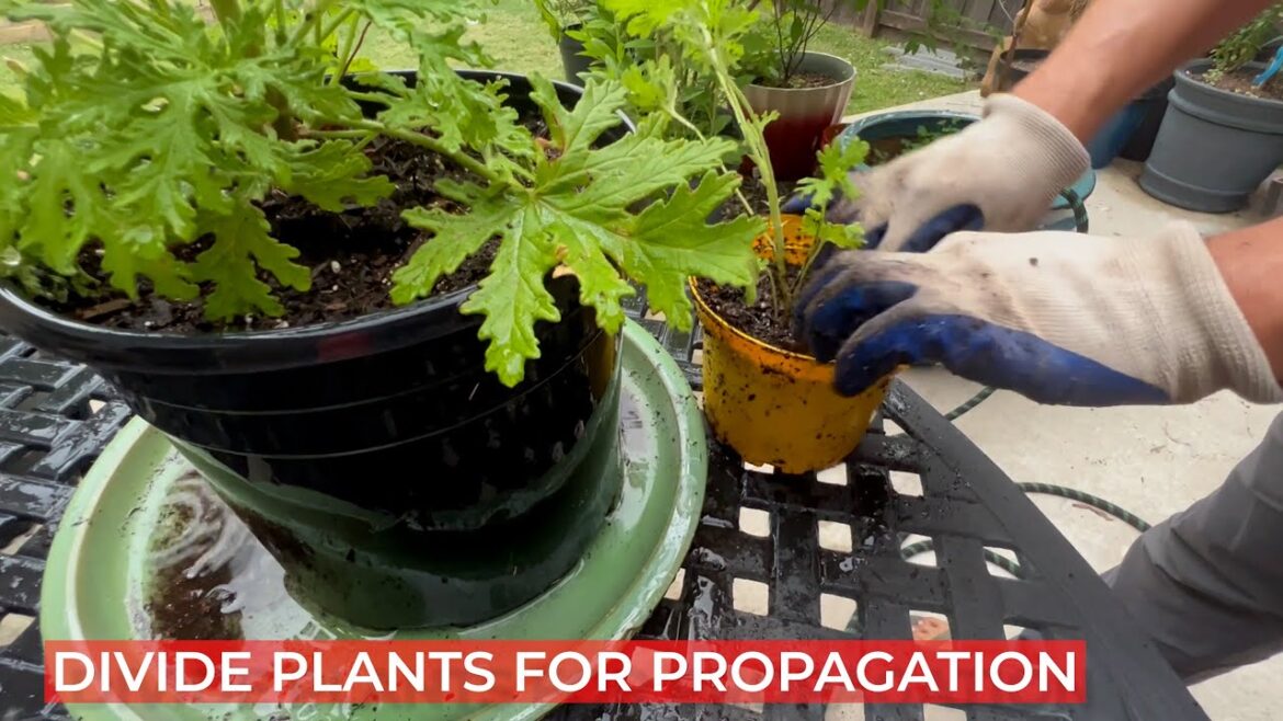 Calendula Extravaganza | Transplanting to Bigger Pot for a Mosquito Repelling Container Gardening