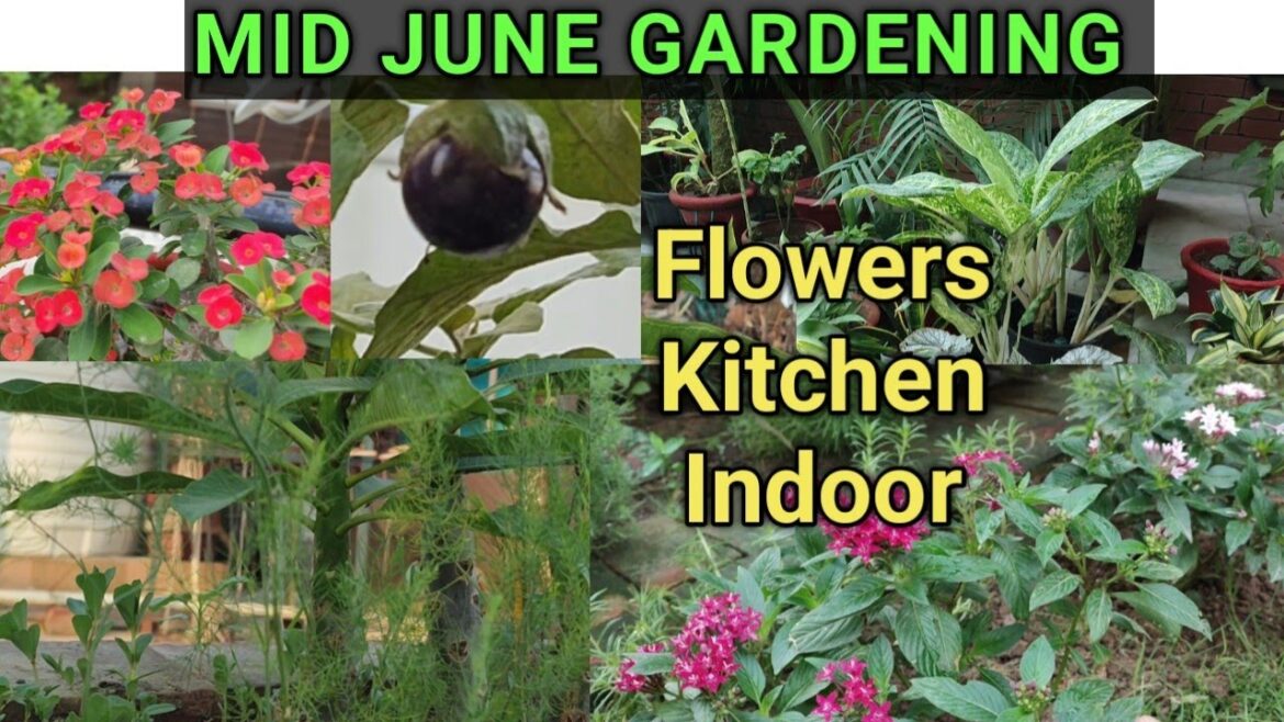 Mid June की मेरी Flowers', Indoor Plants &  Kitchen Gardening.
