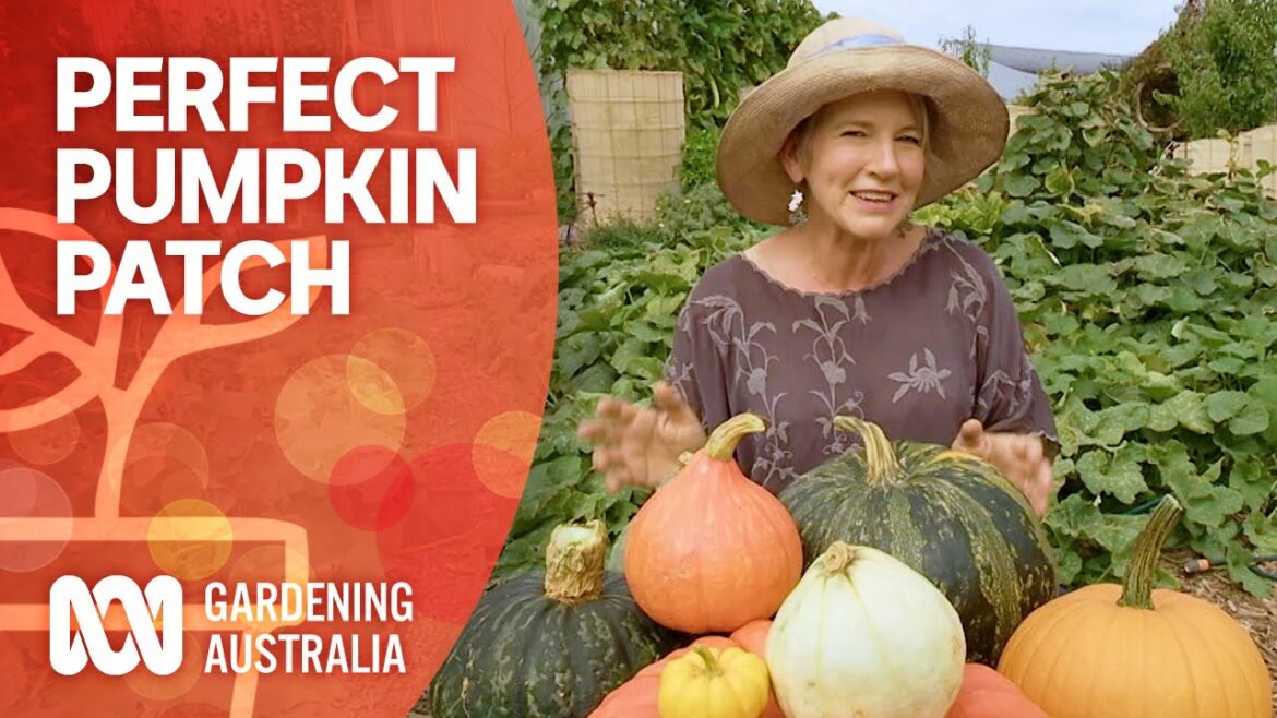 How to create the perfect pumpkin patch | Growing Fruit And Vegies | Gardening Australia How to create the perfect pumpkin patch | Growing Fruit And Vegies | Gardening Australia