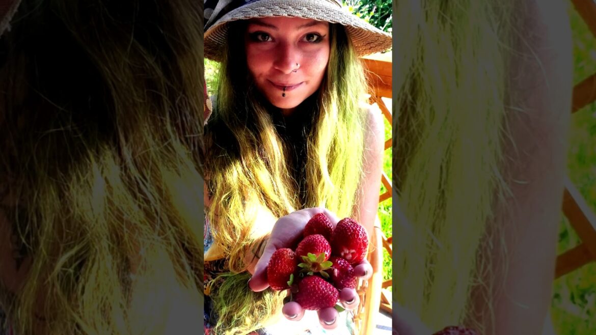 Harvesting Strawberries🍓🍓🍓|Garden Entity|#strawberries #strawberryharvest #youtubeshorts #shorts