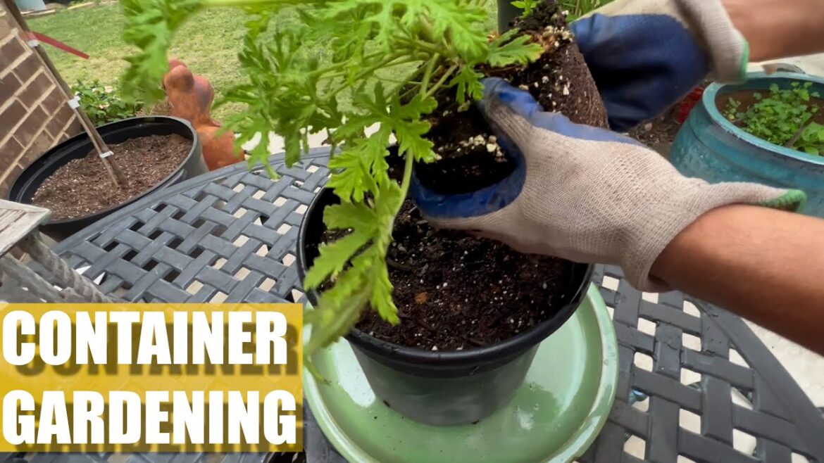 Patio Container Gardening Simplified | Quick & Easy Steps for Stunning Displays Patio Container Gardening Simplified | Quick & Easy Steps for Stunning Displays