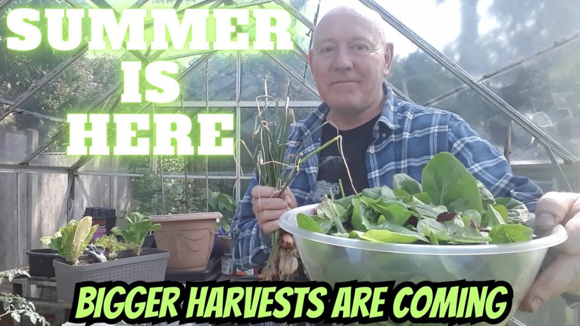 Summer Is Here [Gardening Allotment UK] [Grow Vegetables At Home ]