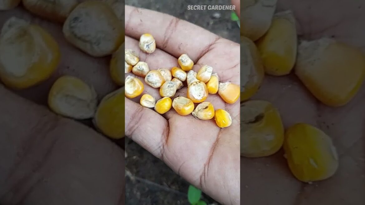 சோளம்|#seed #garden #gardening #tamil #tips #ideas #plant #harvesting #gardeningtips #herbs #shorts