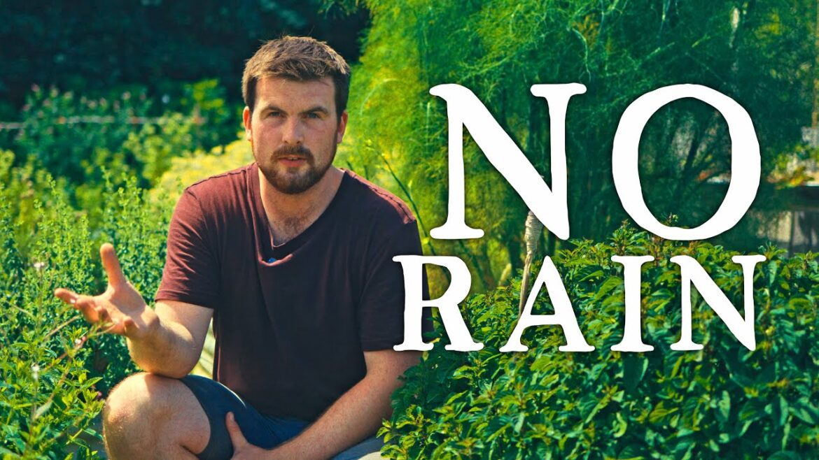 No Rain & Difficult Decisions For Gardeners | Huw's Garden Diaries