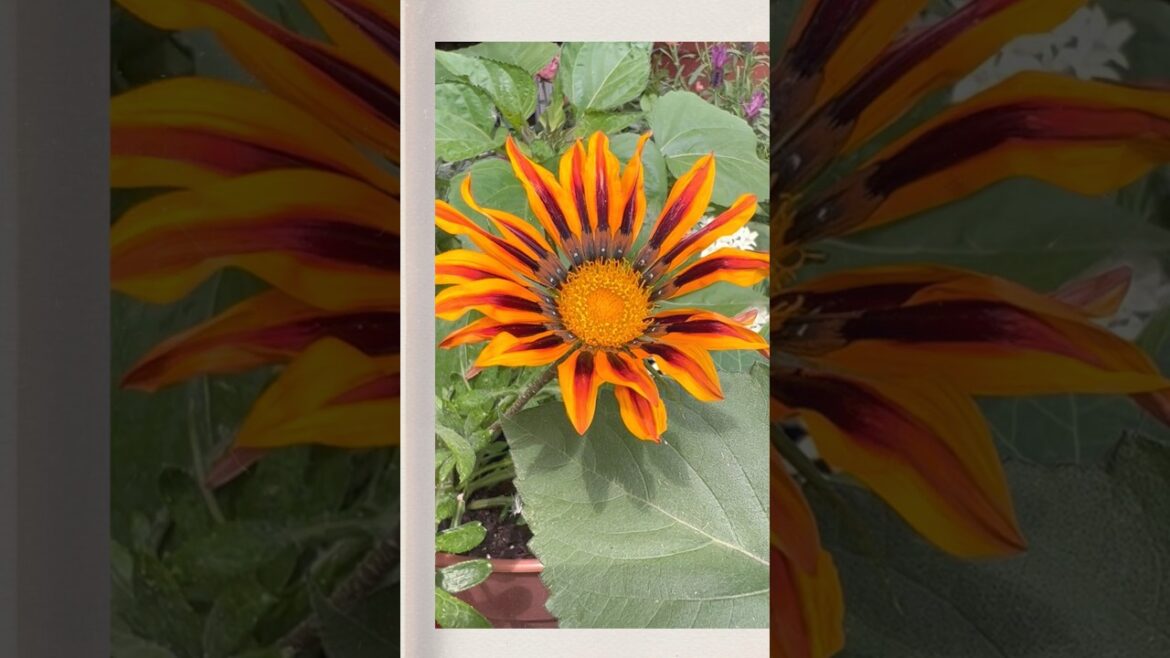 Monday morning garden cheer ☀️ 🌻 💖 happy day #garden #shorts