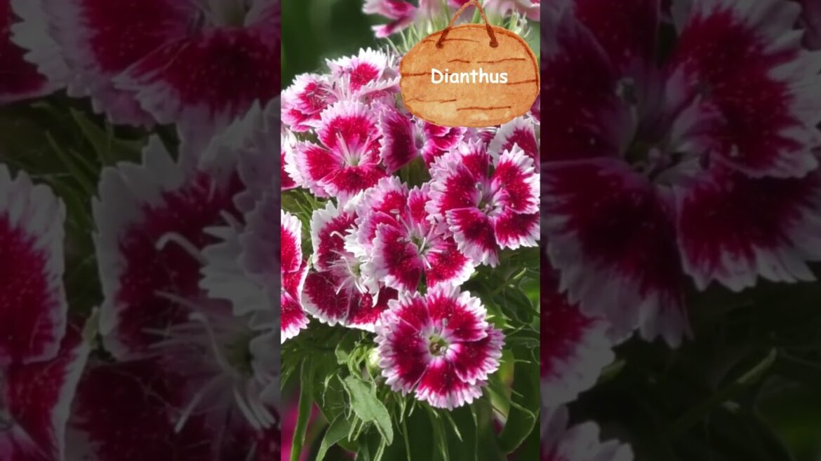 5 Easy Flowers to Grow for beginners | Flower Garden Tips 5 Easy Flowers to Grow for beginners | Flower Garden Tips