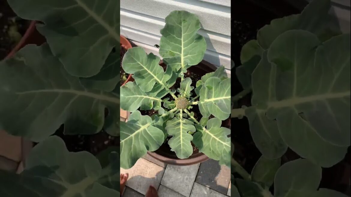 Growing Broccoli 🥦 in Pot | #garden #broccoli #shorts #youtubeshorts #harvest Growing Broccoli 🥦 in Pot | #garden #broccoli #shorts #youtubeshorts #harvest