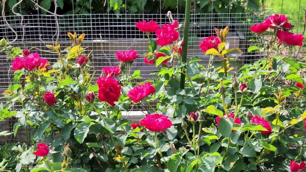 🌷 Rose Garden Tour (With Names)- First Blooms mid-June #garden #gardening