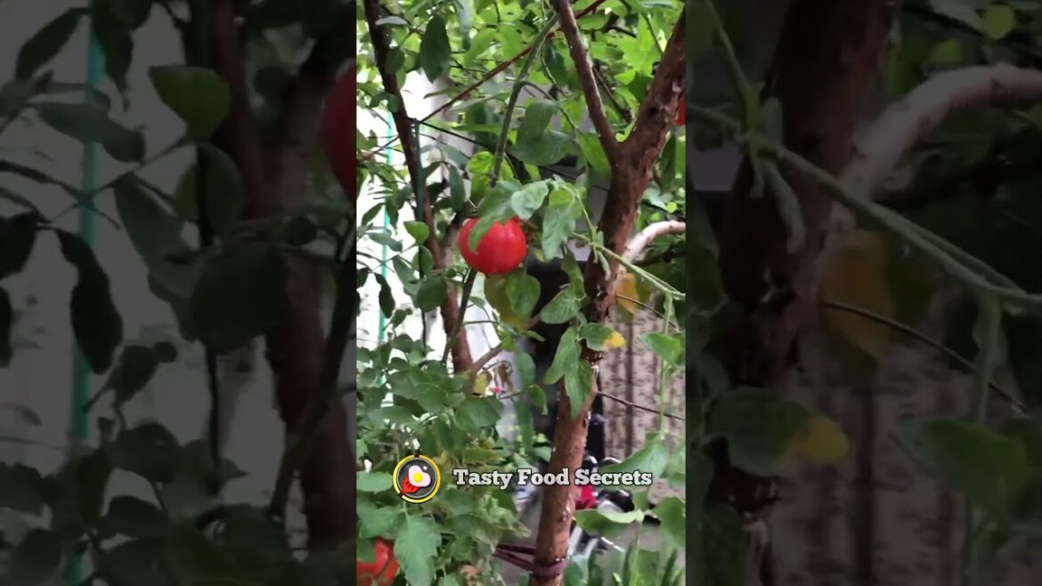 tomatoes tree 🍅  #tastyfoodsecrets