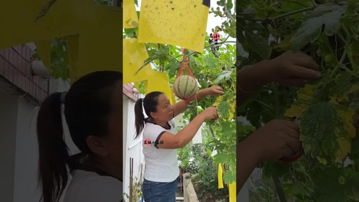 I growing garden at home by Meimei #garden #short