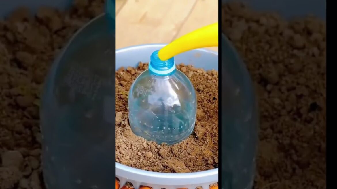 Follow for more gardening tips and tricks π¨βπΎπ§Ίπ±π‘ #shorts #viral #diy #hack #plants #plantslover Follow for more gardening tips and tricks π¨βπΎπ§Ίπ±π‘ #shorts #viral #diy #hack #plants #plantslover