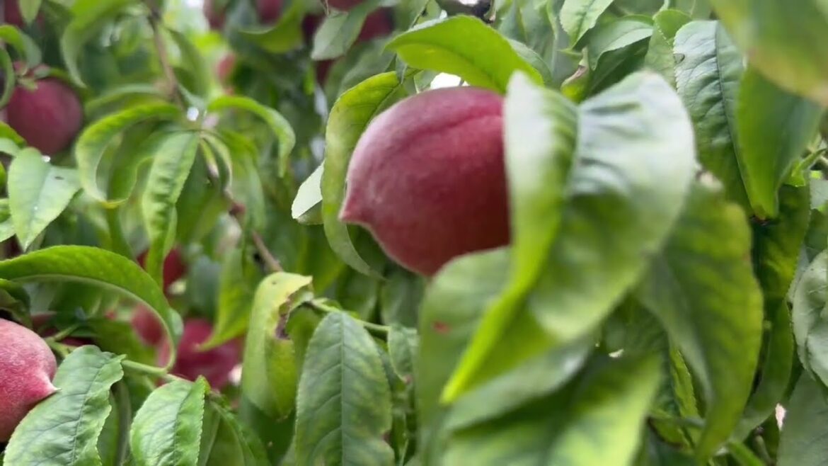 HARVESTING PEACHES 🍑 | BACKYARD GARDEN