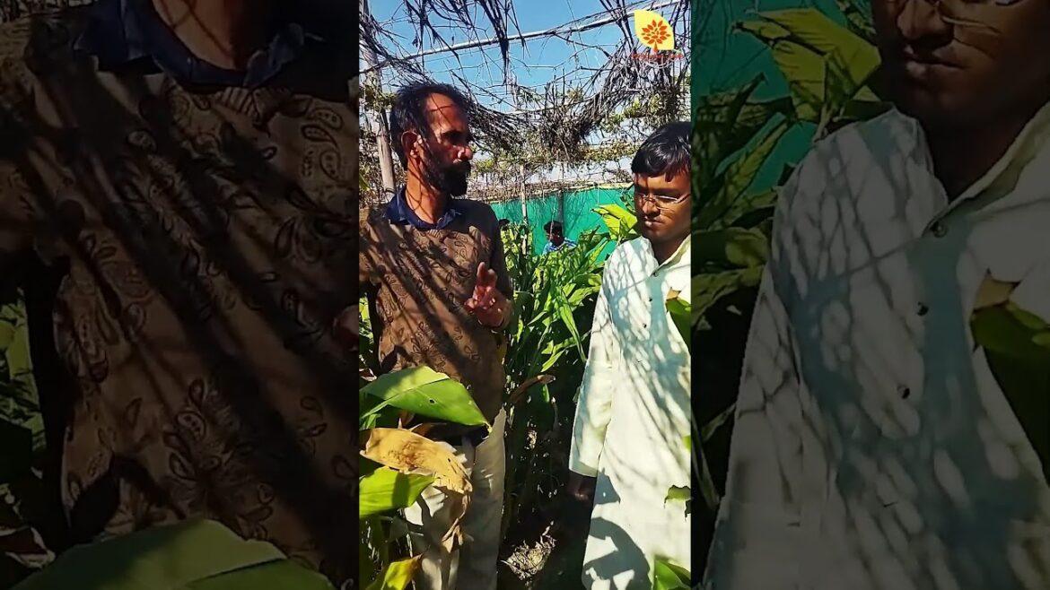 Polyhouse - Net House | Akash Chaurasia  | Multilayer Farming | Panchkulagri