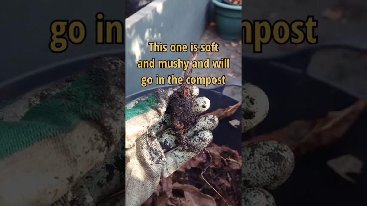 Gardening • Balcony garden • Terrace Garden • Indoor Gardening • Outdoor Gardening • Tips #Shorts Gardening • Balcony garden • Terrace Garden • Indoor Gardening • Outdoor Gardening • Tips #Shorts