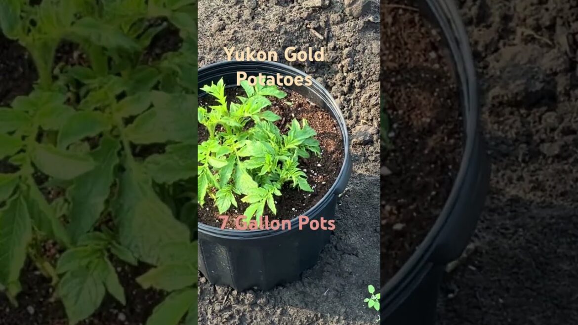 Yukon Gold Potatoes in 7 Gallon Pots #shorts