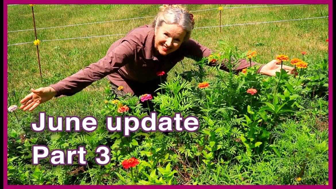 Flower Garden got NEW ELECTRIC FENCE! June Garden Update Part 3