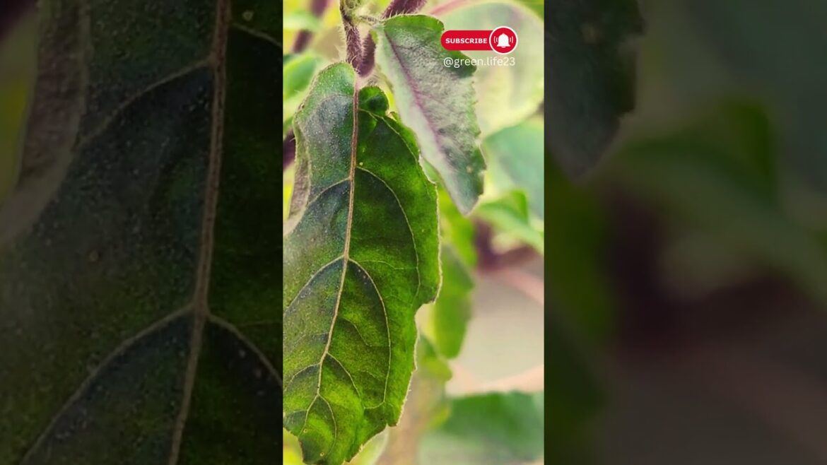 तुलसी जी की किस्में | Tulsi Plant Varieties #shorts #gardening #gardeningtips #gardeninspiration