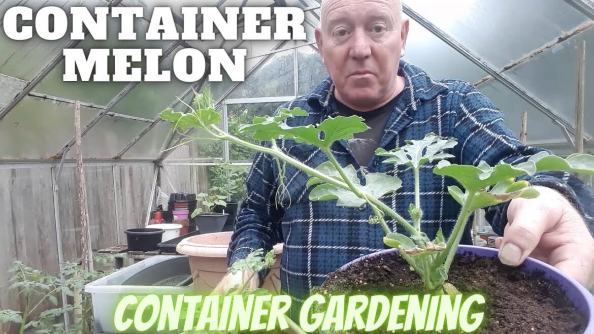 Grow Container Melons [Gardening Allotment UK] [Grow Vegetables At Home ]