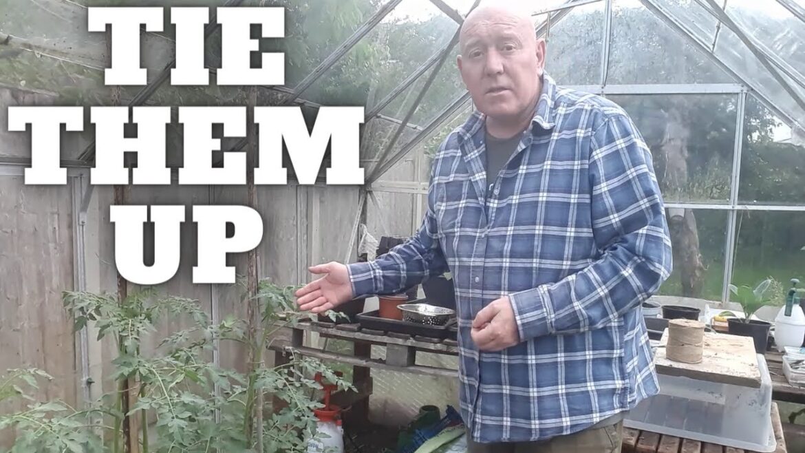 Tie Them Up [Gardening Allotment UK] [Grow Vegetables At Home ]