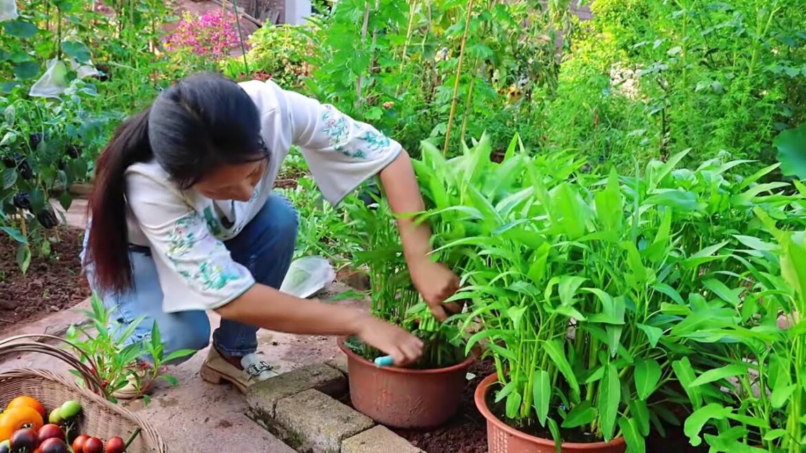 Beautiful Nature with Rural Life | Amazing Vegetable Gardens @wenaimei Beautiful Nature with Rural Life | Amazing Vegetable Gardens @wenaimei 