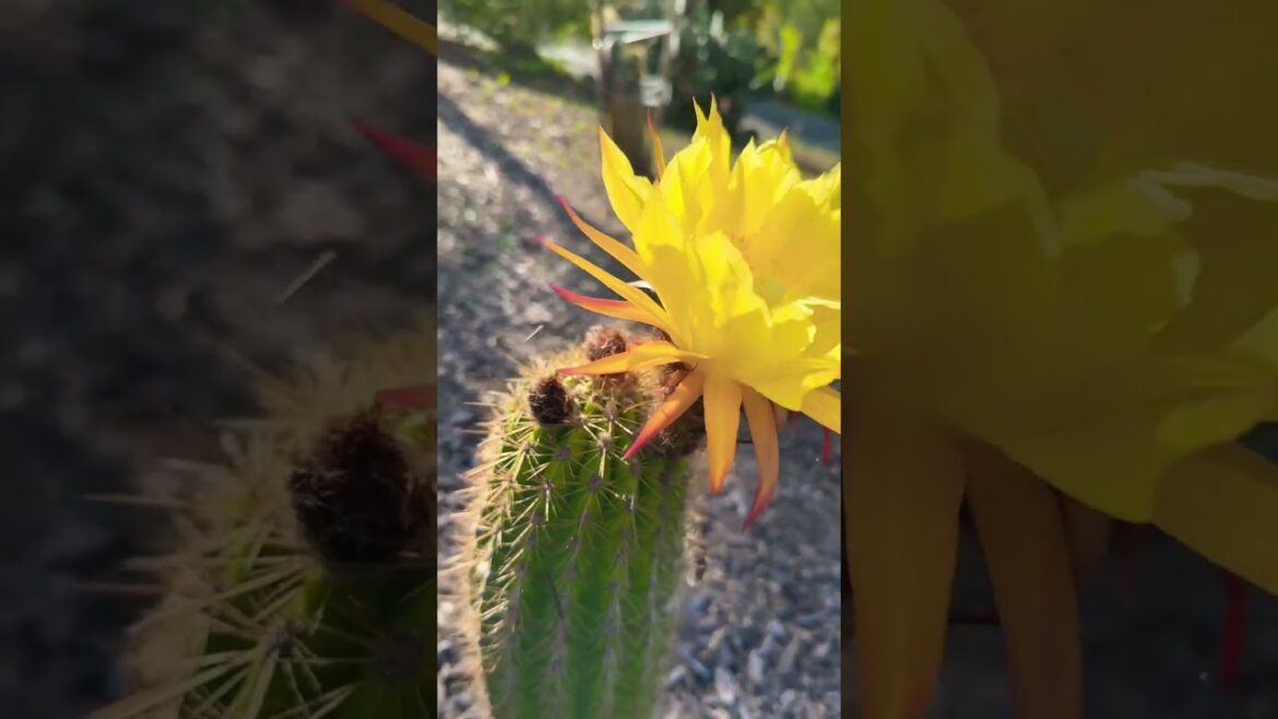 The Sunflower Cactus Trichocereus Hybrid #gardening #cactus #flower #trichocereus #cereus