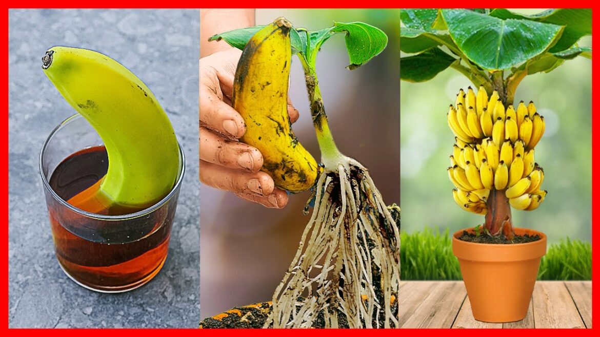 Growing Banana Tree From Banana ๐ How to Plant with new gardening method Growing Banana Tree From Banana ๐ How to Plant with new gardening method