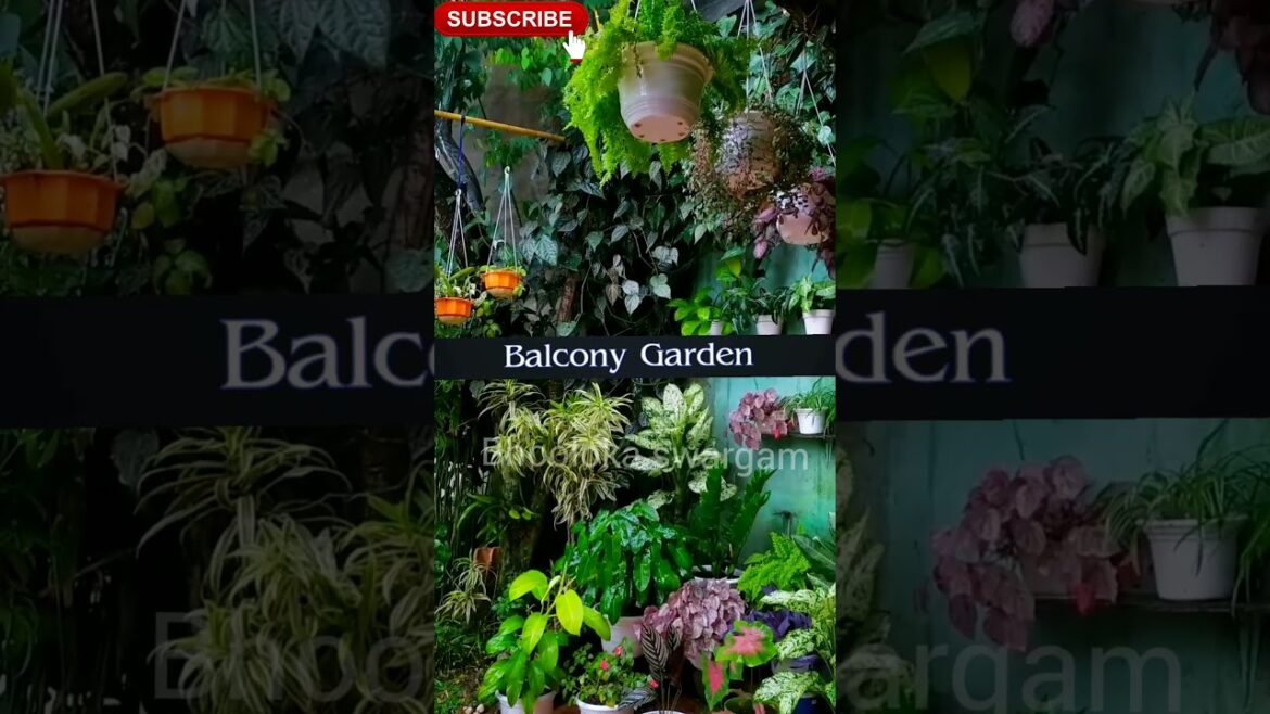 Balcony garden make over - terrace garden#shorts #youtubeshorts #shortsyoutube #viral organic fruits
