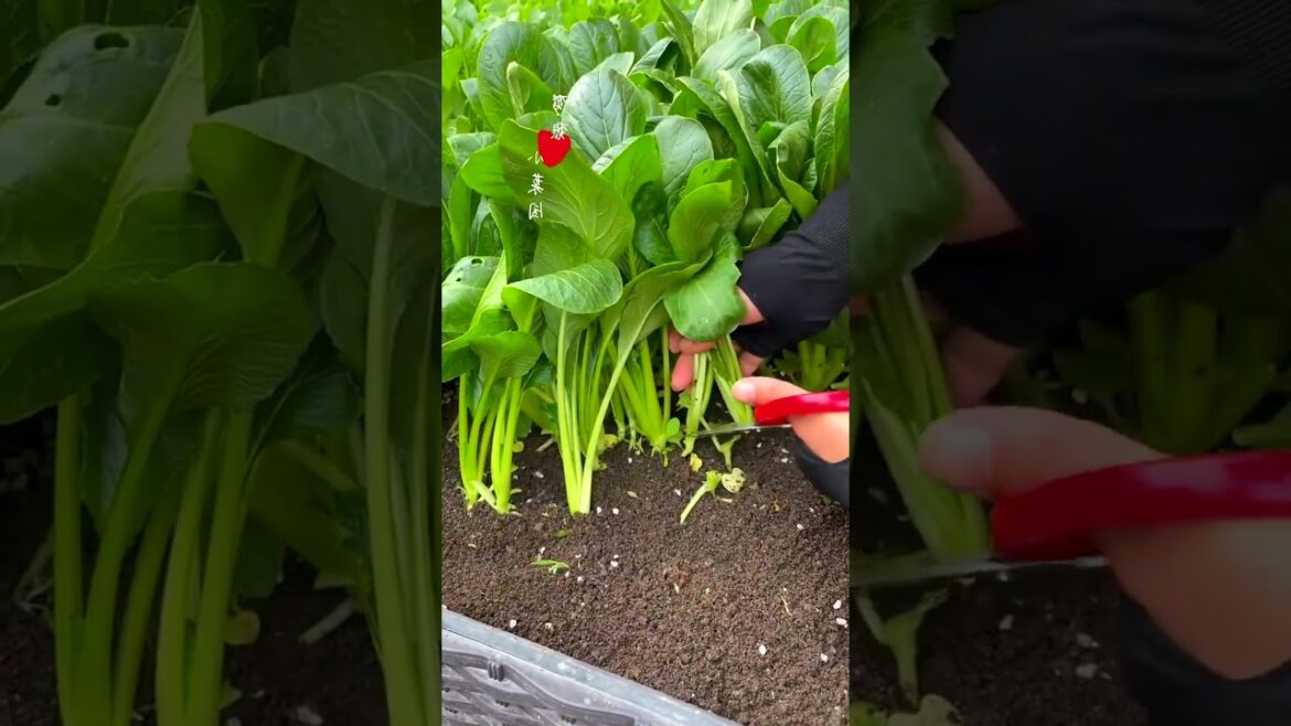 Organic vegetable garden harvesting videos...