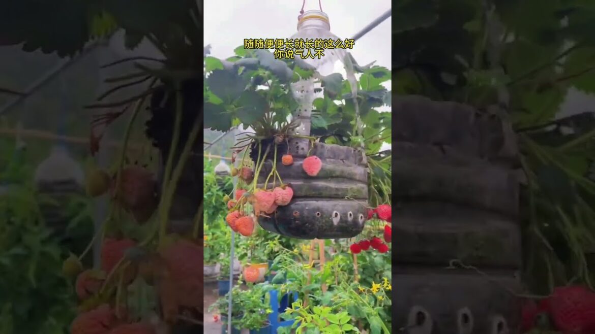 My growing Vegetable at home by Meimei My growing Vegetable at home by Meimei