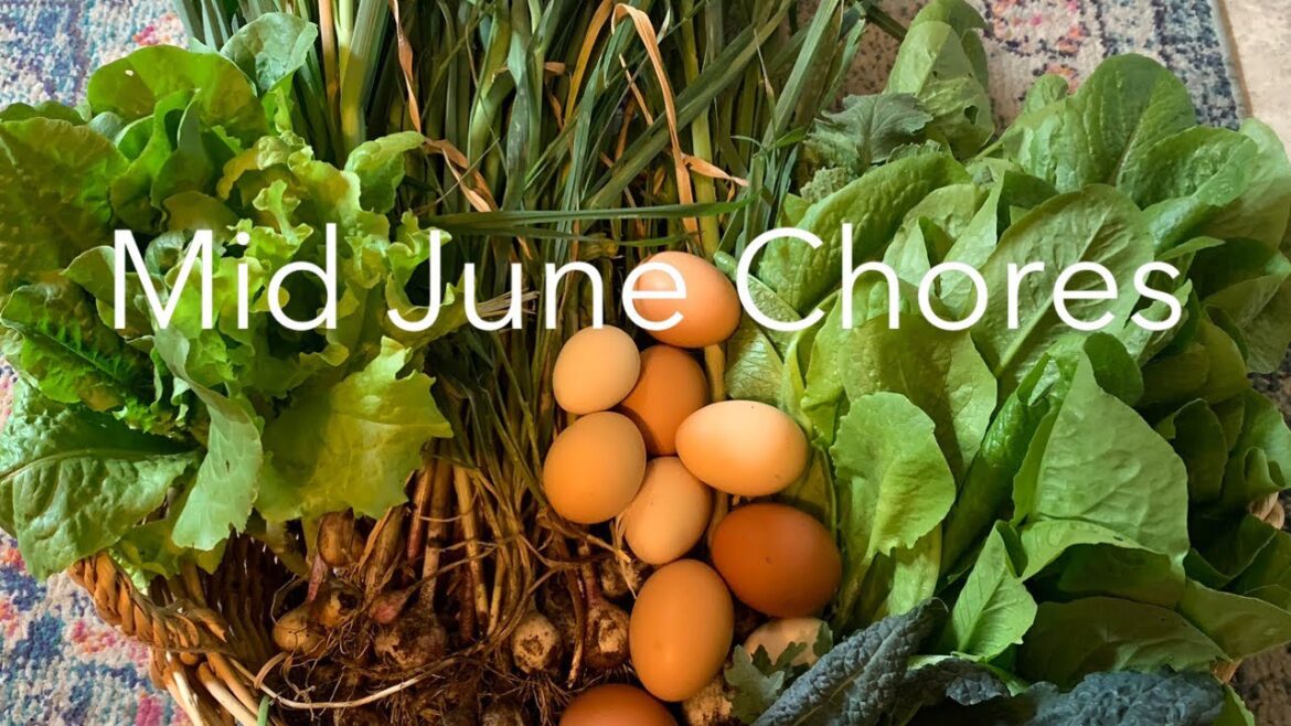 Mid June Garden Chores and an Unexpected Harvest