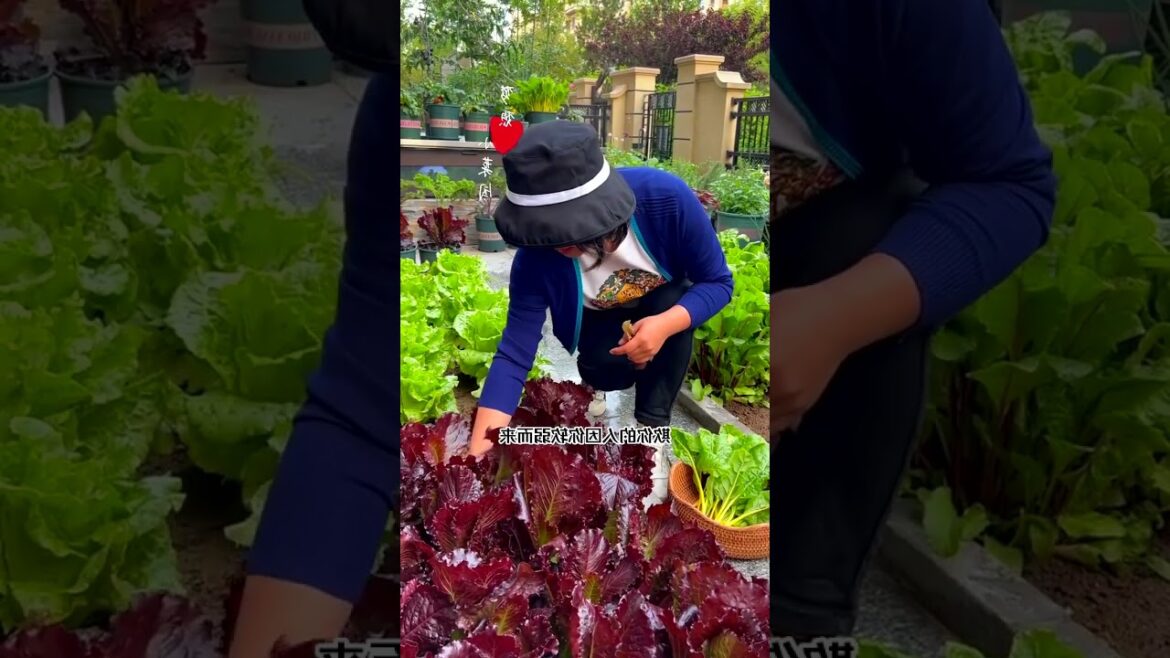 Organic vegetable garden harvesting videos...