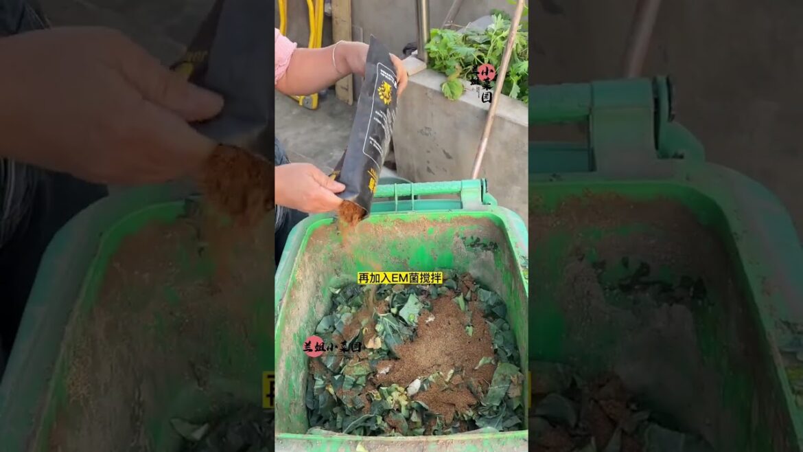 I growing garden at home by Meimei #garden #short