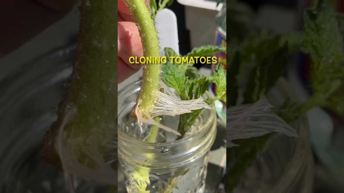 Cloning Tomatoes | Making New Tomato Plants for Free! | Container Vegetable Gardening