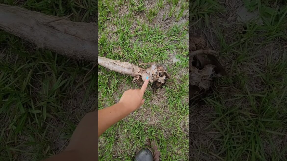 Want to Grow Yuca? Here's What You Need to Know! #yuca #gardeningtips #homestead