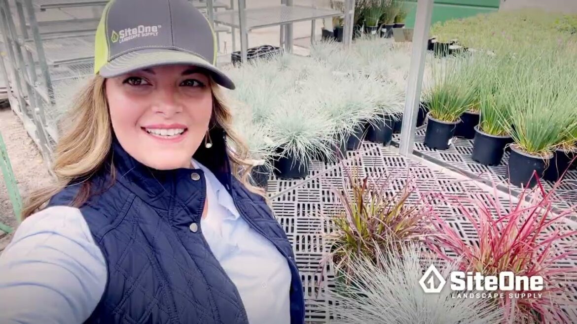 SiteOne Field Guide: Benefits of Ornamental Grass SiteOne Field Guide: Benefits of Ornamental Grass