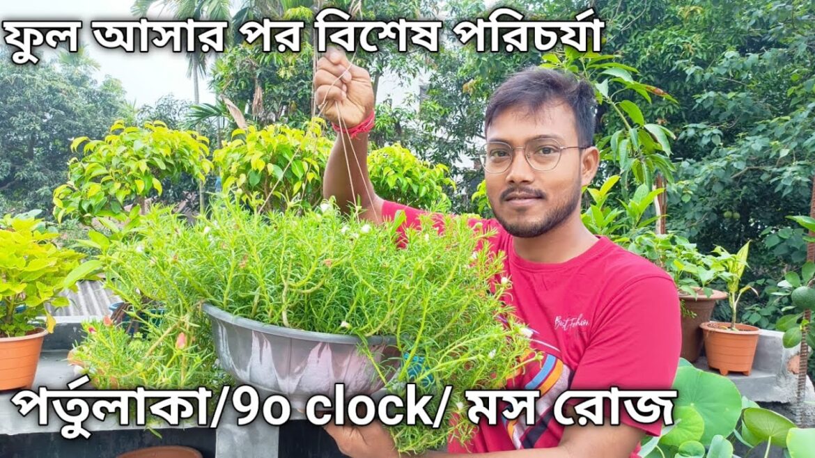 পরতুলাকা গাছে সারা বছর ফুল পেতে বিশেষ পরিচর্যা।। gardening tips and tricks
