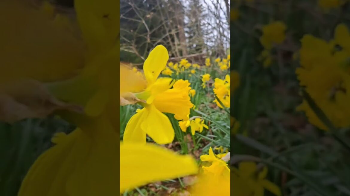 Daffodils galore Now is the time to enjoy daffodils.• Outdoor Gardening • Tips #Shorts Daffodils galore Now is the time to enjoy daffodils.• Outdoor Gardening • Tips #Shorts