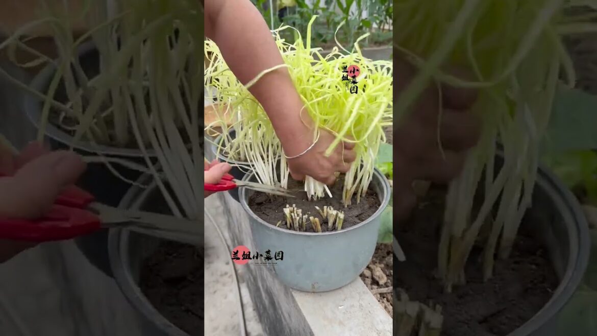 Tips growth Vegetables/organic garden Tips growth Vegetables/organic garden