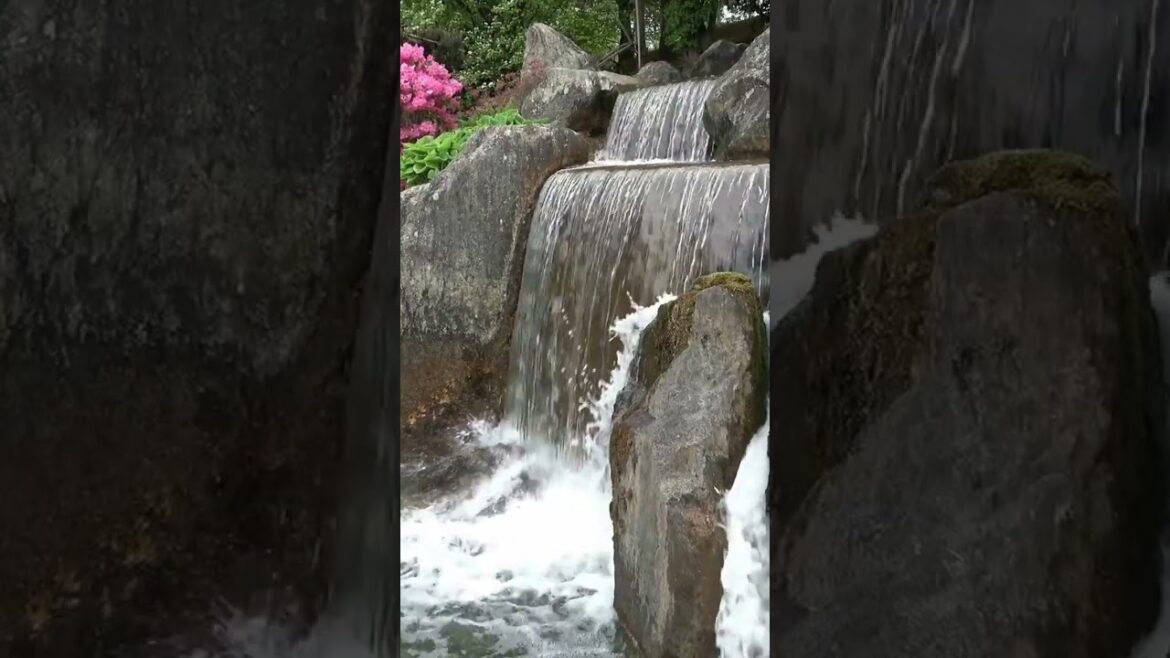 Waterfall and Streams at the Japanese Garden in Hasselt #shorts