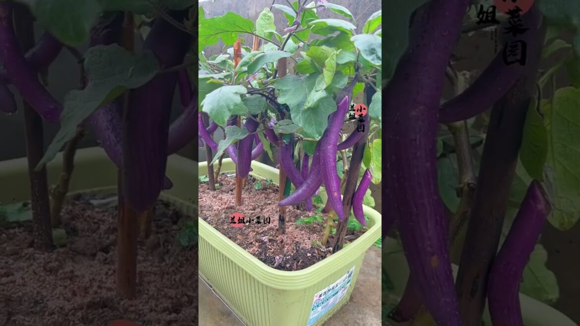 Tips growth Vegetables/organic garden