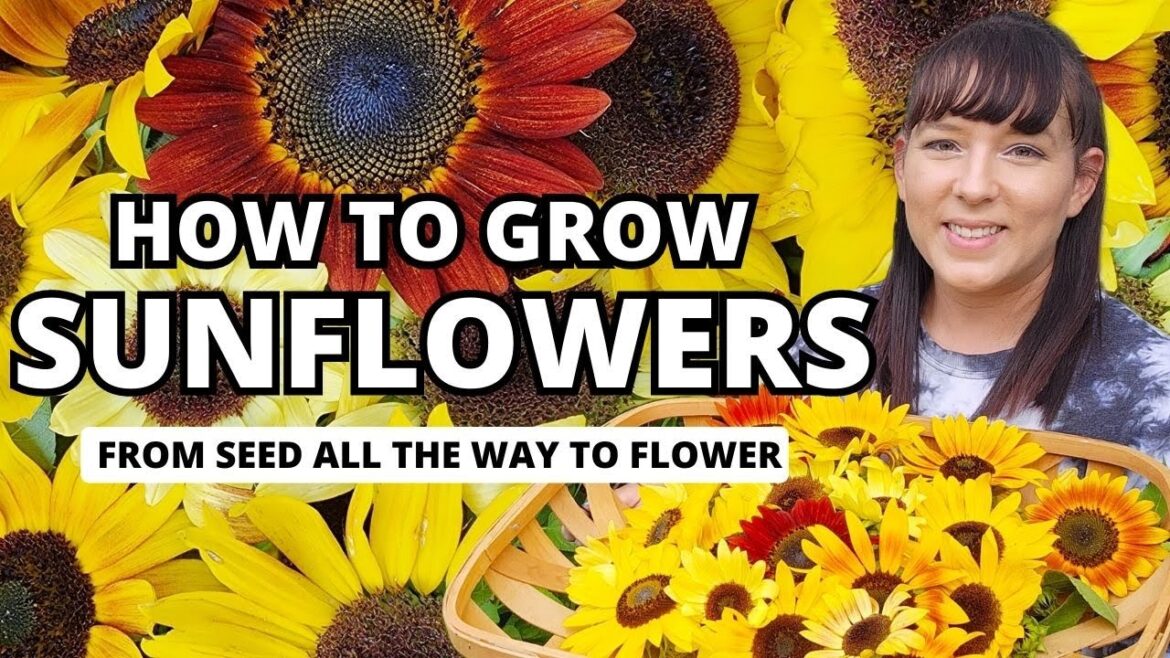 The Ultimate Sunflower Growing Guide - From Seed All The Way To Flowers #garden #flowers #plants