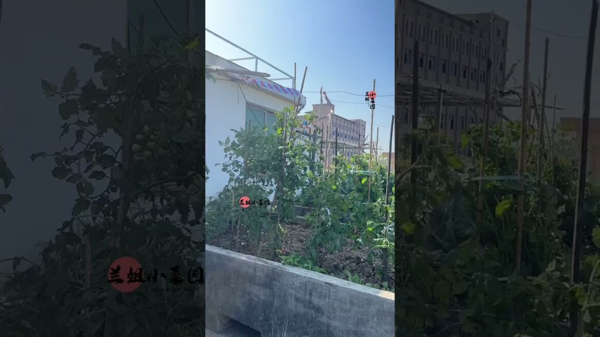 Tips growth Vegetables/organic garden Tips growth Vegetables/organic garden