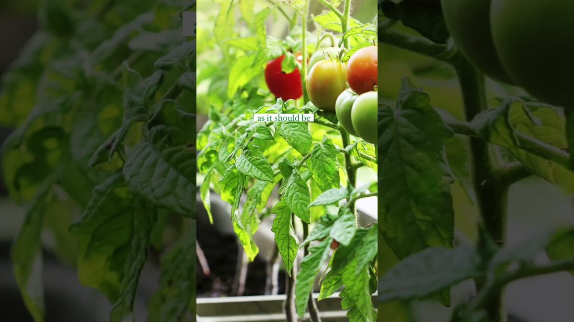 The Pros And Cons Of Container Gardening 🌱😲 #shorts #containergardening #gardening The Pros And Cons Of Container Gardening 🌱😲 #shorts #containergardening #gardening